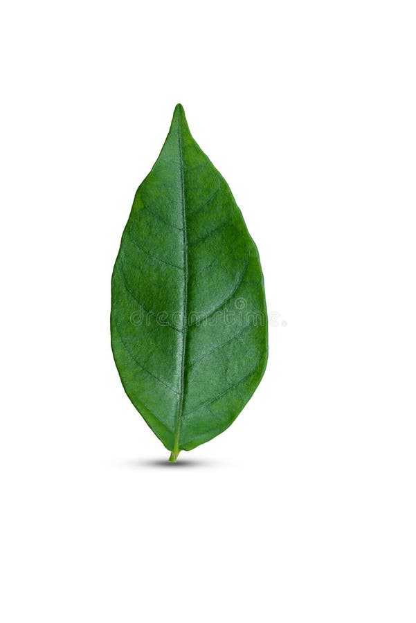 Groen geïsoleerdn blad royalty-vrije stock afbeelding Groen geïsoleerdn blad royalty-vrije stock afbeelding