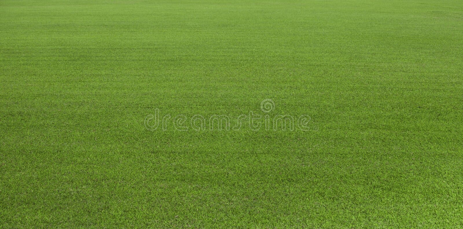 Groen grasgebied, groen gazon Groen gras voor golfcursus, voetbal, voetbal, sport De de groene textuur en achtergrond van het gra Groen grasgebied, groen gazon Groen gras voor golfcursus, voetbal, voetbal, sport De de groene textuur en achtergrond van het gra