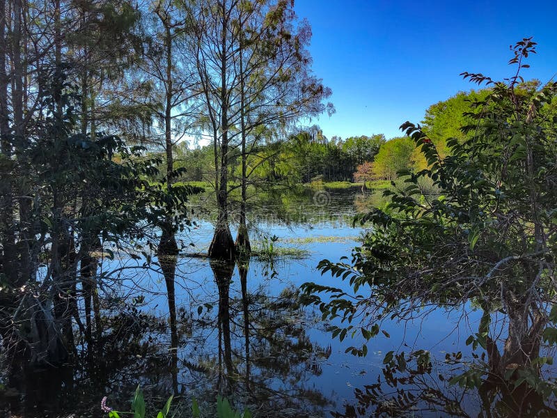 tree island and grass in the swamps. tree island and grass in the swamps