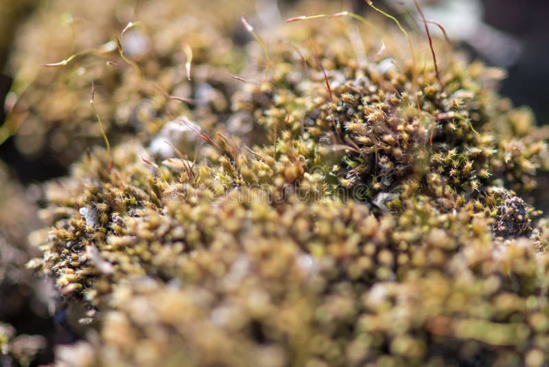 Groen mos met kleine spruiten van onkruid in de tuin royalty-vrije stock fotografie Groen mos met kleine spruiten van onkruid in de tuin royalty-vrije stock fotografie
