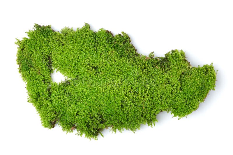 Groen mos op witte bakground stock foto Groen mos op witte bakground stock foto