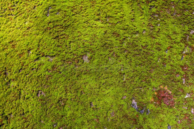 Groen Moss Seamless Tileable Texture royalty-vrije stock afbeeldingen Groen Moss Seamless Tileable Texture royalty-vrije stock afbeeldingen