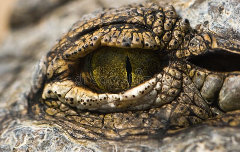 Green eye of crocodile in close view. Green eye of crocodile in close view