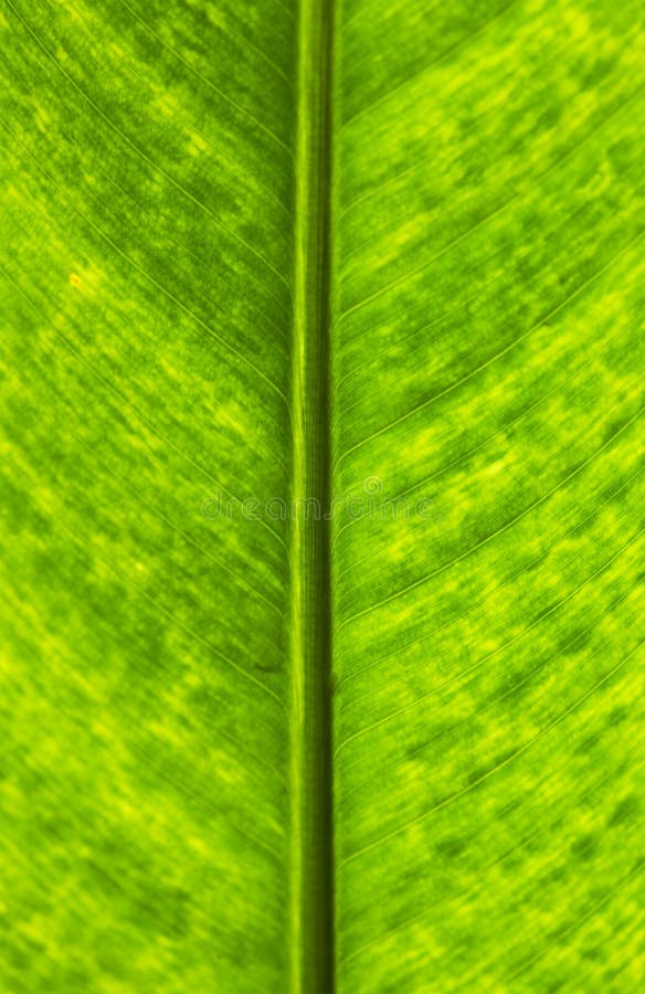 Groen palmblad royalty-vrije stock foto