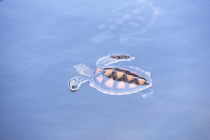 groen schildpadlandbouwbedrijf en weinig het zwemmen op watervijver - hawksbill zeeschildpad stock afbeeldingen groen schildpadlandbouwbedrijf en weinig het zwemmen op watervijver - hawksbill zeeschildpad stock afbeeldingen