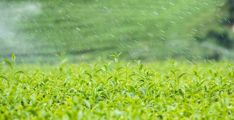 Groen theeblad met dauw in Thailand stock afbeeldingen Groen theeblad met dauw in Thailand stock afbeeldingen