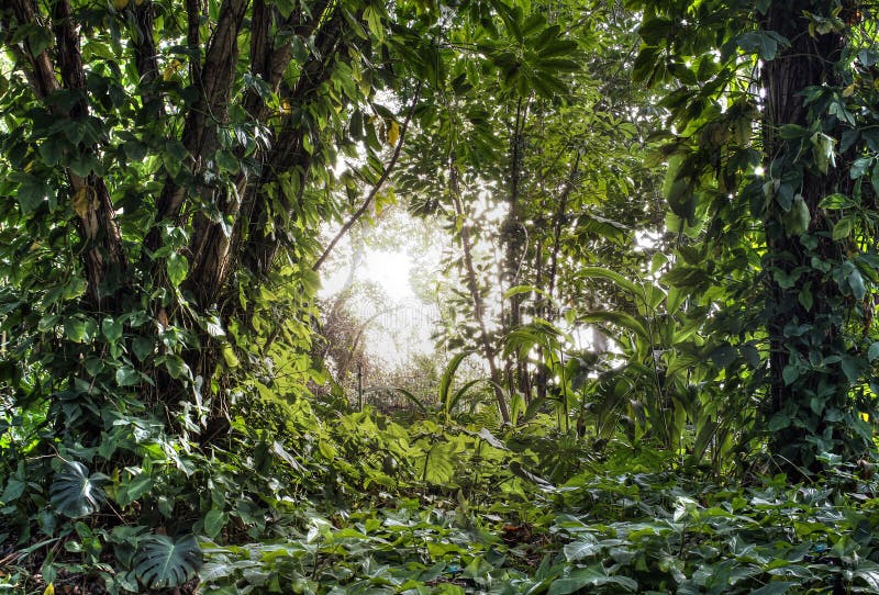 Green tropical rain forest with light shine through. Green tropical rain forest with light shine through