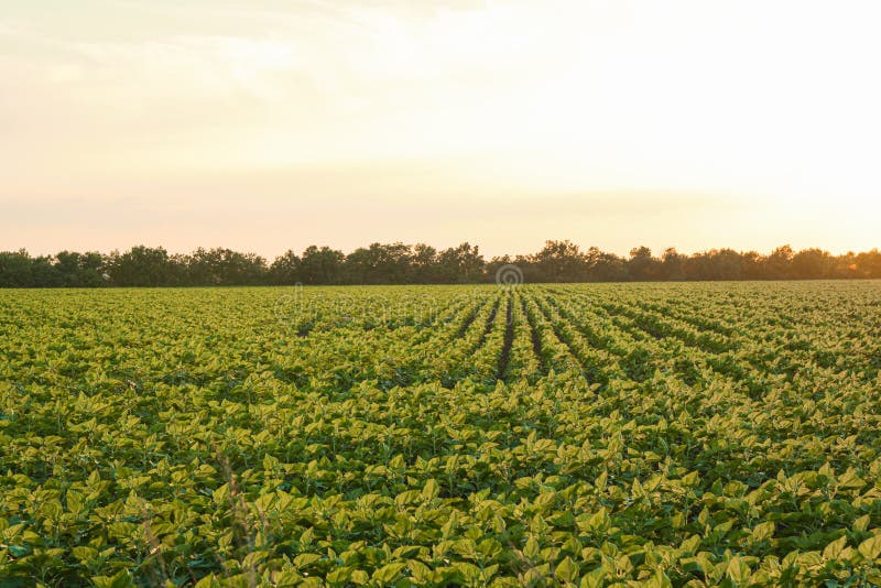 Groen zonnebloemgebied bij zonsondergang, ruimte voor tekst royalty-vrije stock fotografie Groen zonnebloemgebied bij zonsondergang, ruimte voor tekst royalty-vrije stock fotografie