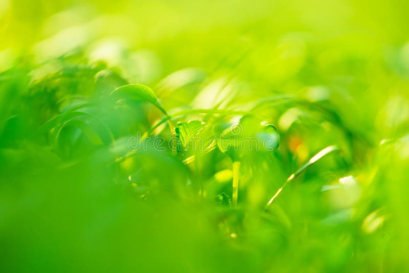 Groene achtergrond met kleurrijke blauwdruk. groene abstracte vertroebeling van focus-schaduwachtergrond royalty-vrije stock afbeeldingen Groene achtergrond met kleurrijke blauwdruk. groene abstracte vertroebeling van focus-schaduwachtergrond royalty-vrije stock afbeeldingen