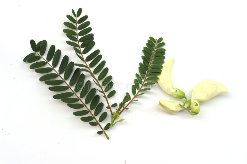 Groene agasta met blad: Grandiflora Sesbania, de boom van Aeschynomene, van agati of van de kolibrie kan deze eten bloem plantaar stock foto Groene agasta met blad: Grandiflora Sesbania, de boom van Aeschynomene, van agati of van de kolibrie kan deze eten bloem plantaar stock foto