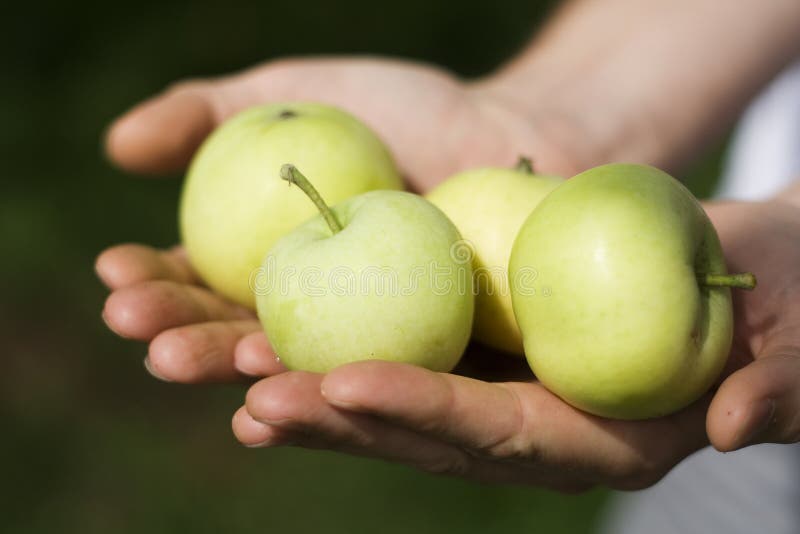 Groene appels royalty-vrije stock afbeelding
