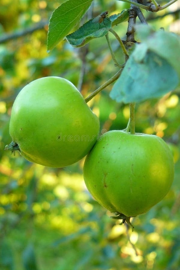 Groene appelen royalty-vrije stock afbeelding Groene appelen royalty-vrije stock afbeelding