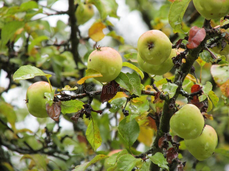Groene appels aan een tak stock afbeeldingen