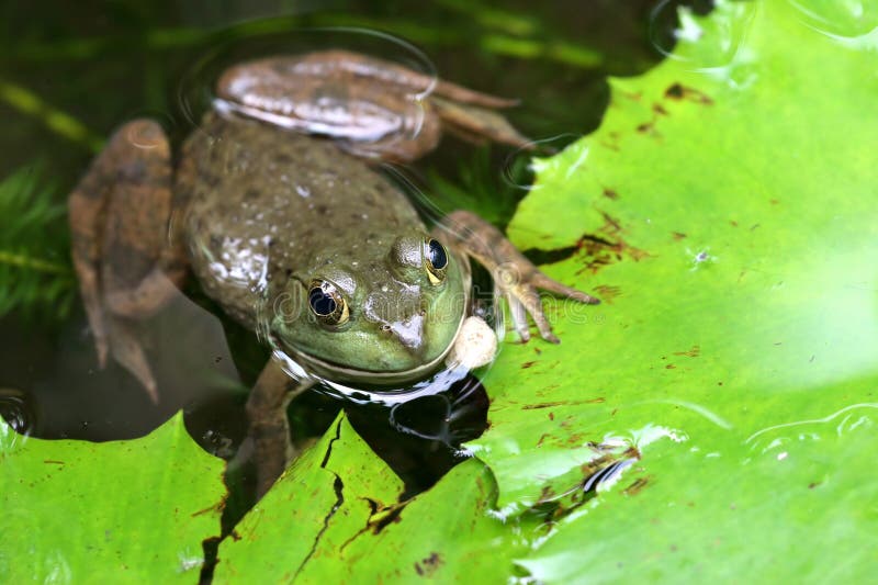 Groene Aziatische Kikker stock afbeeldingen