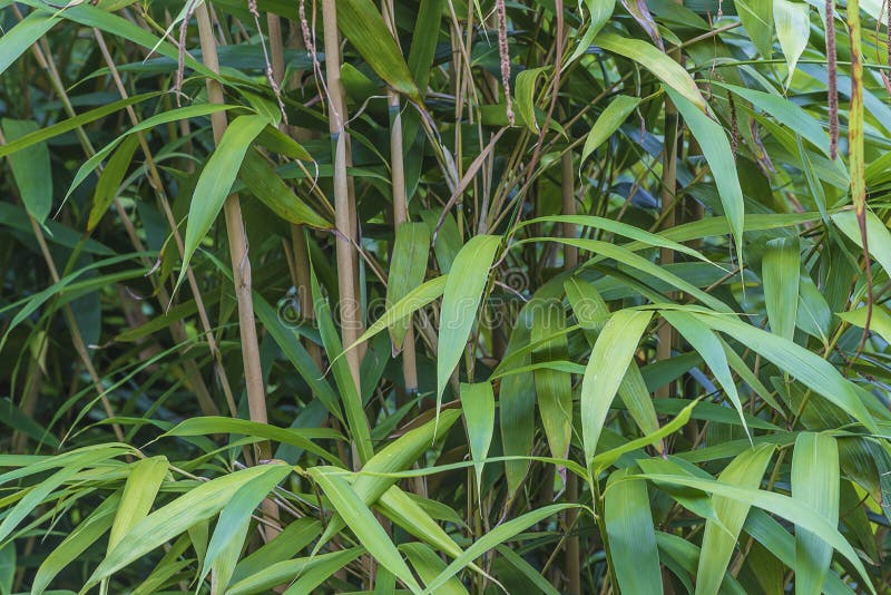 Groene bamboe dichte omhooggaand royalty-vrije stock afbeeldingen Groene bamboe dichte omhooggaand royalty-vrije stock afbeeldingen
