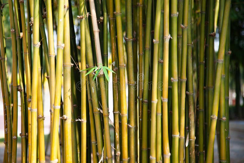 groene bamboeachtergrond stock afbeelding groene bamboeachtergrond stock afbeelding