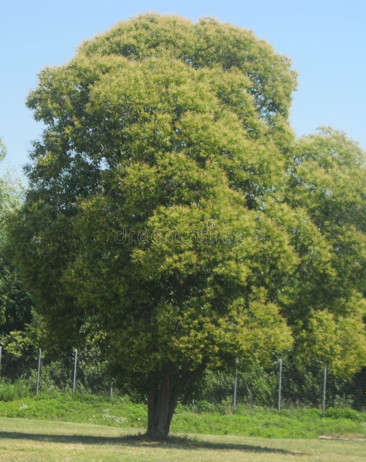 Groene beneden groen in midden en blauwe bovengenoemd stock afbeelding Groene beneden groen in midden en blauwe bovengenoemd stock afbeelding