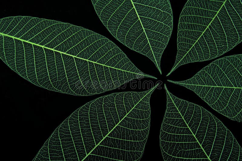 Groene Bladeren 2 stock afbeeldingen