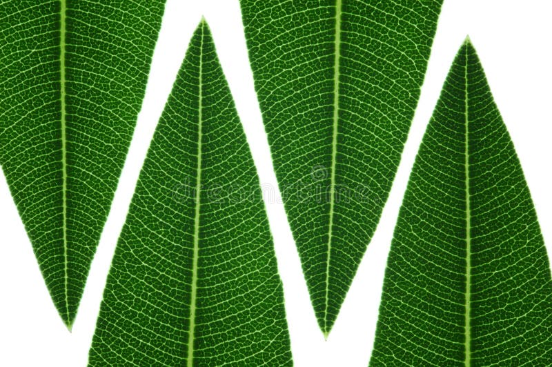 Groene Bladeren royalty-vrije stock afbeeldingen