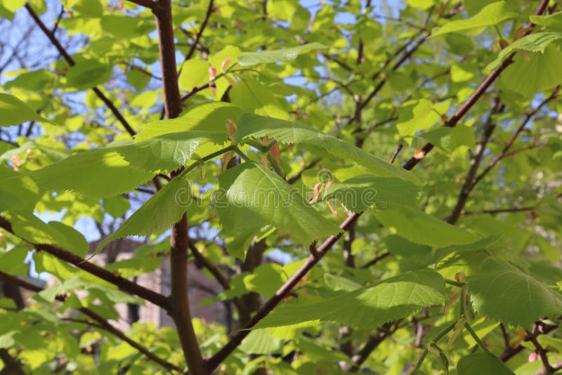 Groene bladeren in de lente. royalty-vrije stock afbeelding