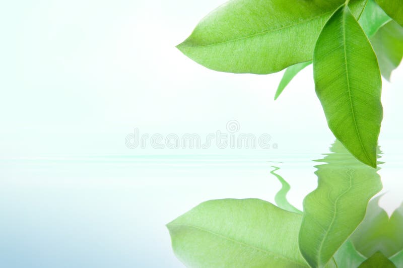 Groene bladeren hierboven - water stock foto Groene bladeren hierboven - water stock foto