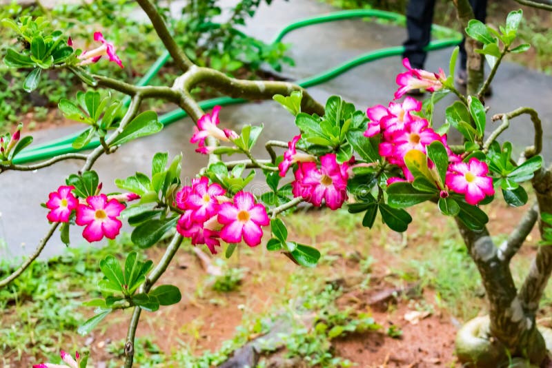 Groene bladeren met rode bloem die Indische tuin bekijken stock foto's Groene bladeren met rode bloem die Indische tuin bekijken stock foto's