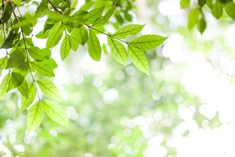 Groene bladeren op de groene achtergrond van de bokehzonneschijn royalty-vrije stock afbeelding Groene bladeren op de groene achtergrond van de bokehzonneschijn royalty-vrije stock afbeelding