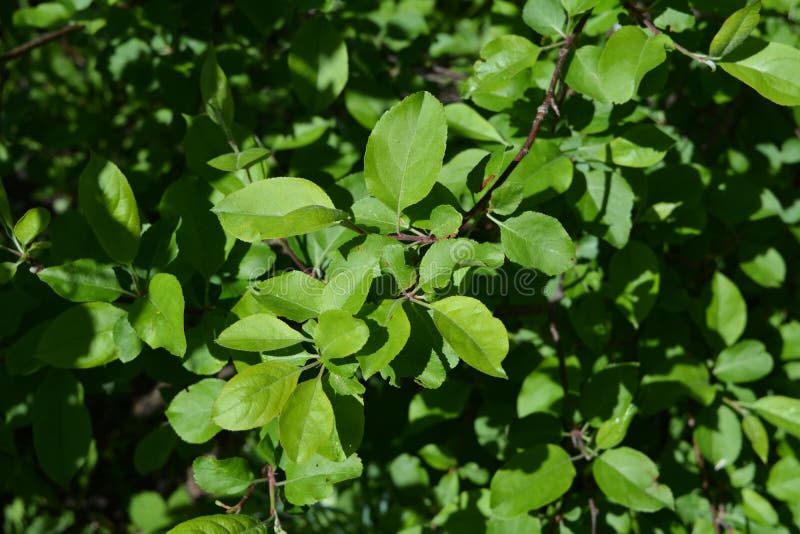 Groene bladeren van appelboom Jong gebladerte in de lente stock foto Groene bladeren van appelboom Jong gebladerte in de lente stock foto