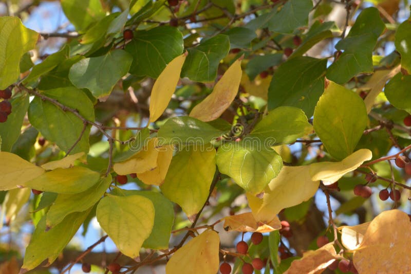 Green leaves of a white stinkwood tee before the autumn season before the new season comes. Green leaves of a white stinkwood tee before the autumn season before the new season comes.