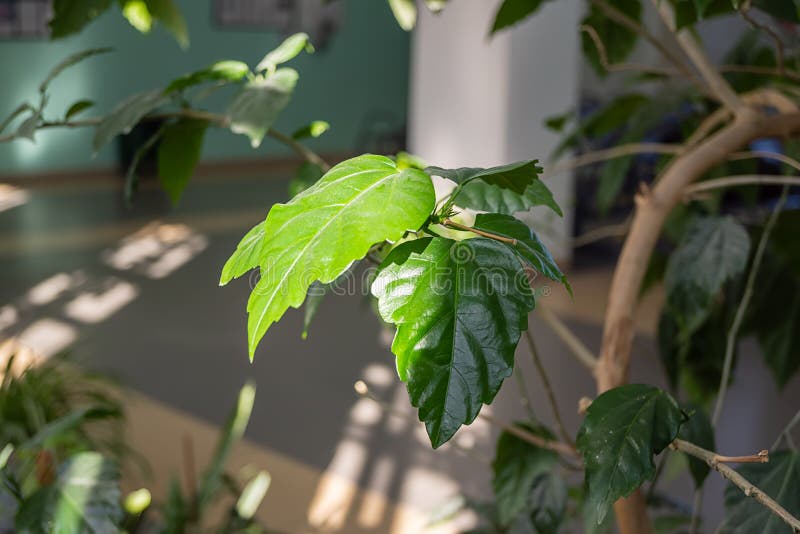 Groene bladeren van houseplant stock foto Groene bladeren van houseplant stock foto