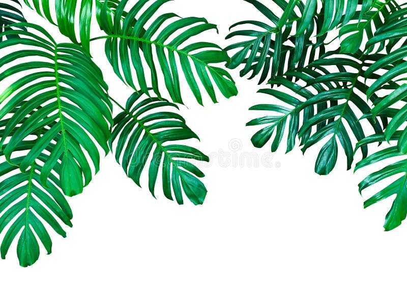 Groene bladeren van Monstera philodendron de tropische bosinstallatie, stock afbeeldingen Groene bladeren van Monstera philodendron de tropische bosinstallatie, stock afbeeldingen