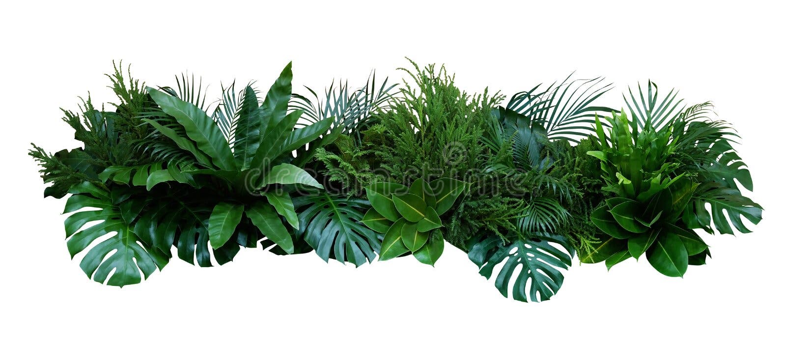 Groene bladeren van tropische planten in de struik Monstera, palm, fern, rubberen plant, dennenaaltje, vogelnestfloranje in de tu Groene bladeren van tropische planten in de struik Monstera, palm, fern, rubberen plant, dennenaaltje, vogelnestfloranje in de tu
