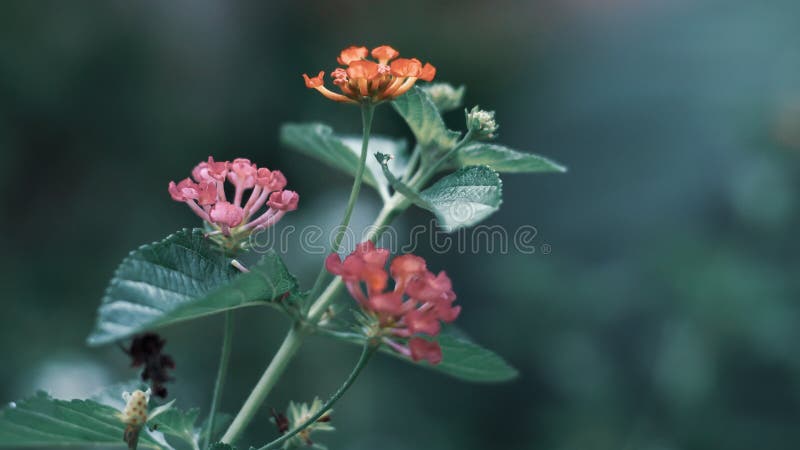 Groene Bladerenachtergrond met klein weinig gele roze bloem royalty-vrije stock fotografie Groene Bladerenachtergrond met klein weinig gele roze bloem royalty-vrije stock fotografie