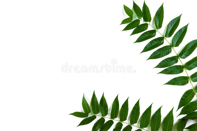 Groene bladtakken op witte achtergrond Vlak leg, hoogste mening stock foto Groene bladtakken op witte achtergrond Vlak leg, hoogste mening stock foto