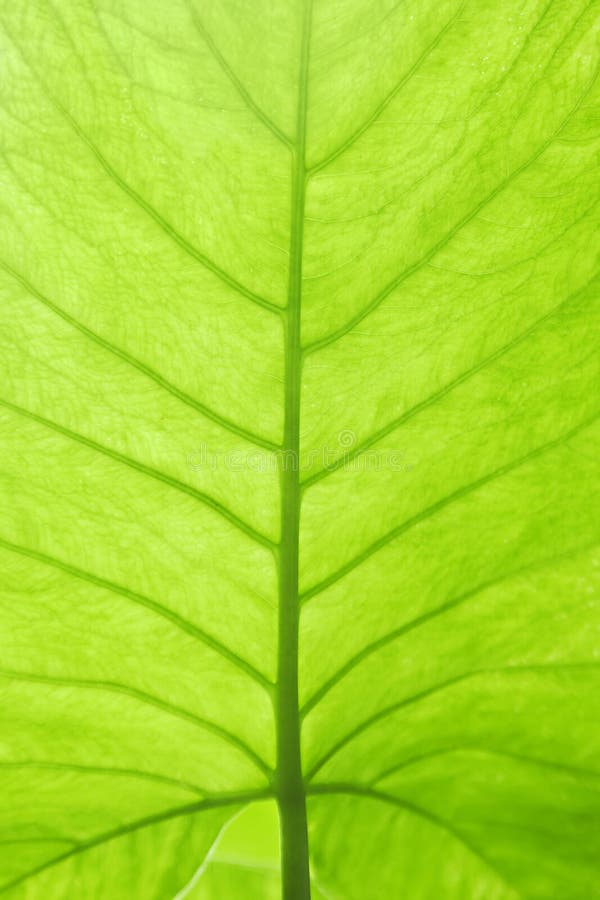 Groene bladtstructuur royalty-vrije stock afbeelding