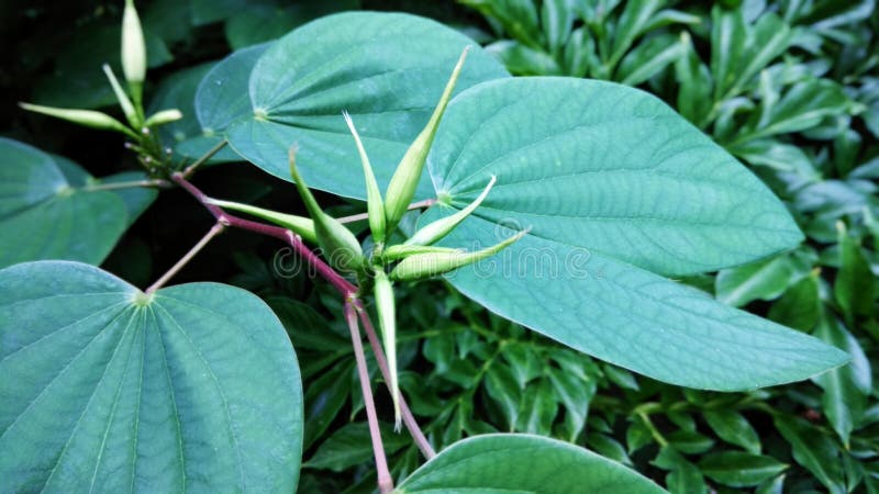 Groene bloemknop met groen blad stock afbeeldingen Groene bloemknop met groen blad stock afbeeldingen