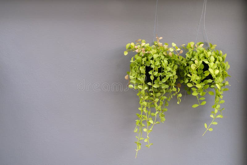 Groene bloempot op grijze muurachtergrond stock foto Groene bloempot op grijze muurachtergrond stock foto