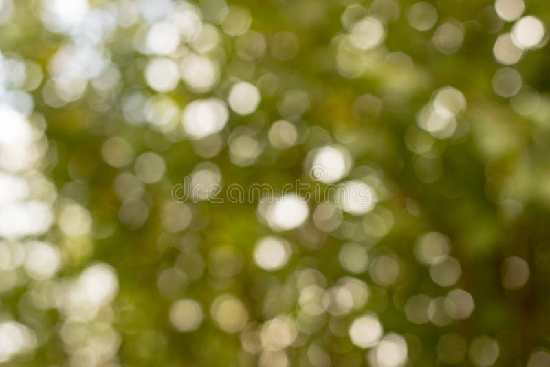 Groene bokeh uit nadruk stock afbeeldingen Groene bokeh uit nadruk stock afbeeldingen