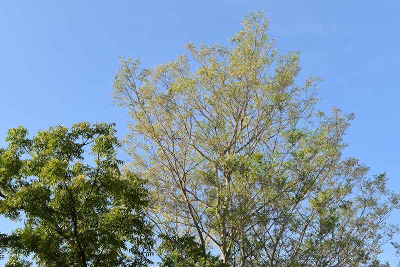 GROENE BOMEN MET DE ACHTERGROND VAN BLAUWE HEMEL stock foto's GROENE BOMEN MET DE ACHTERGROND VAN BLAUWE HEMEL stock foto's