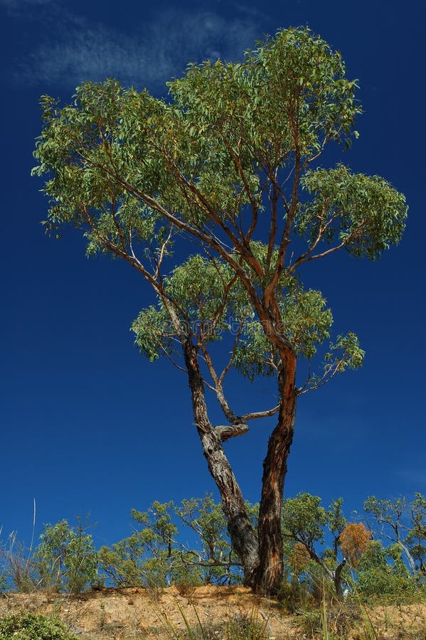 Groene boom aan een blauwe lucht royalty-vrije stock fotografie