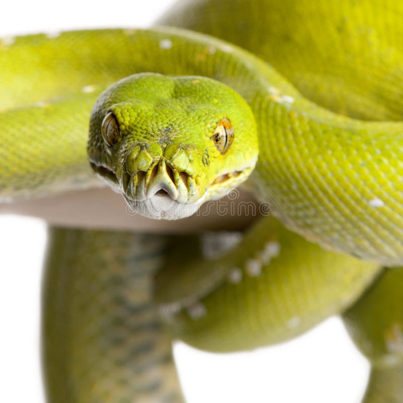 Groene boompython - viridis van Morelia (5 jaar oud) royalty-vrije stock afbeelding Groene boompython - viridis van Morelia (5 jaar oud) royalty-vrije stock afbeelding