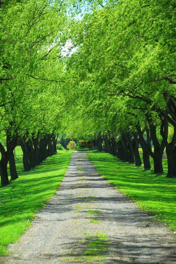 Lane of bright green summer trees moving with breeze. Lane of bright green summer trees moving with breeze