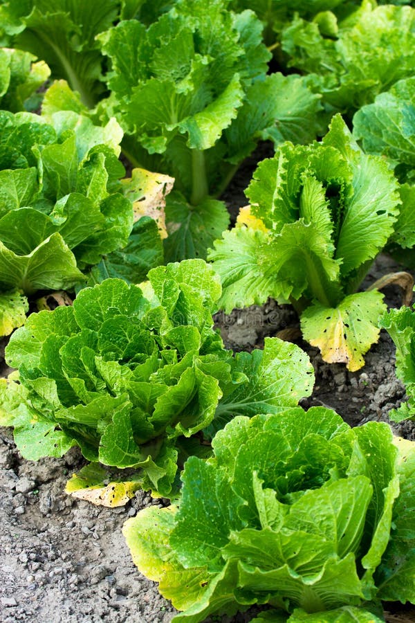 Groene Boter hoofdsalade op Gebied royalty-vrije stock afbeelding Groene Boter hoofdsalade op Gebied royalty-vrije stock afbeelding