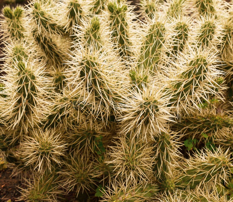 Groene cactus in de lente op het eiland van Madera royalty-vrije stock foto Groene cactus in de lente op het eiland van Madera royalty-vrije stock foto