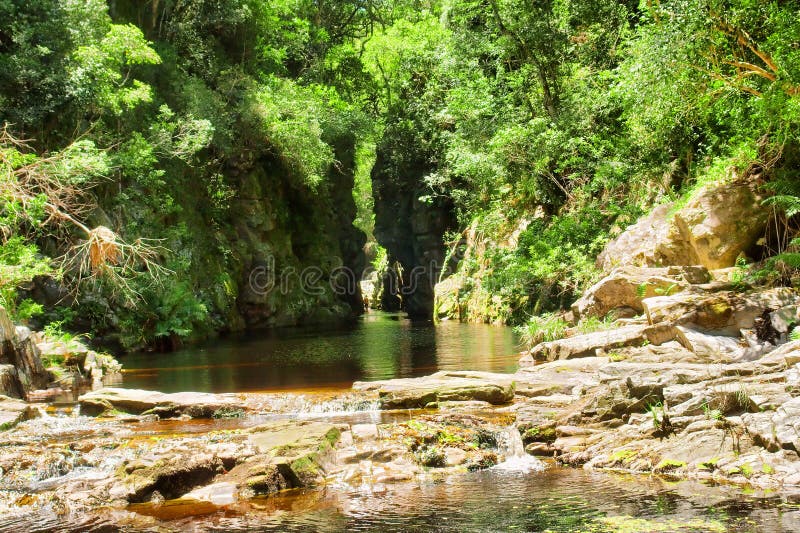 Groene canion met thee-water rivier royalty-vrije stock afbeelding Groene canion met thee-water rivier royalty-vrije stock afbeelding