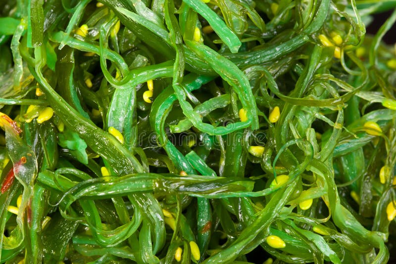 Groene chukasalade stock afbeeldingen Groene chukasalade stock afbeeldingen