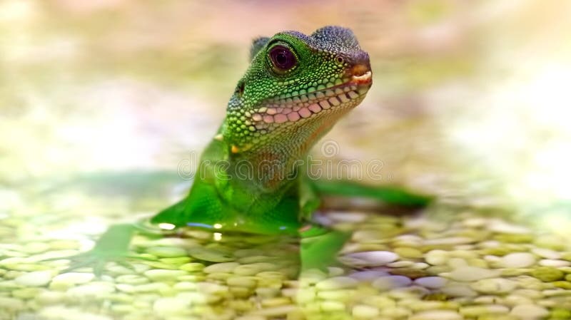 Groene cocincinus van de Draakphysignathus van het leguaan Chinese Water in water stock fotografie Groene cocincinus van de Draakphysignathus van het leguaan Chinese Water in water stock fotografie