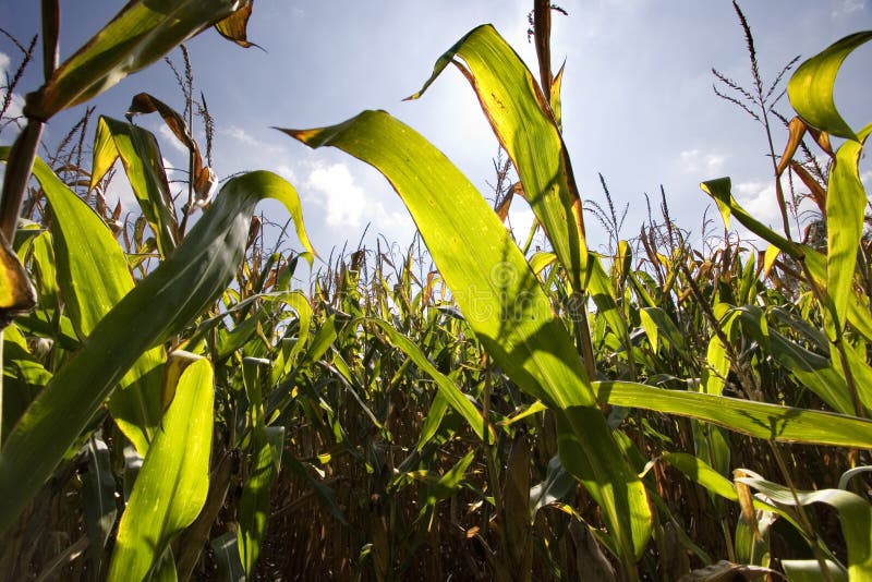 Groen maisveld stock fotografie