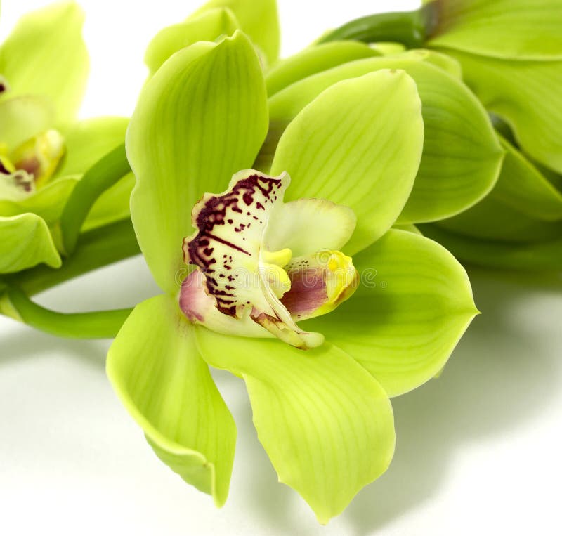 Groene Cymbidium-Orchidee op witte achtergrond stock afbeeldingen Groene Cymbidium-Orchidee op witte achtergrond stock afbeeldingen