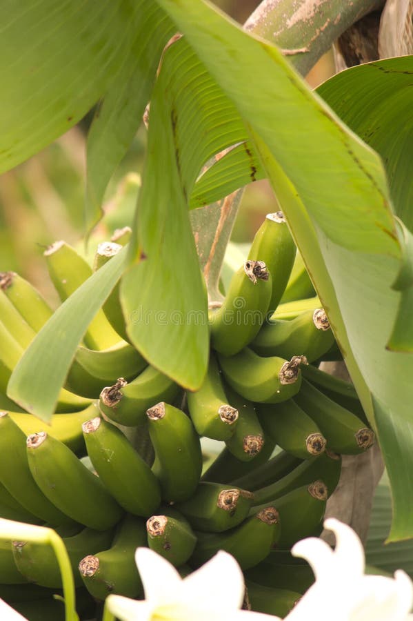 Groene die bananen op de tak worden gezien die van de boom hangen stock foto's Groene die bananen op de tak worden gezien die van de boom hangen stock foto's